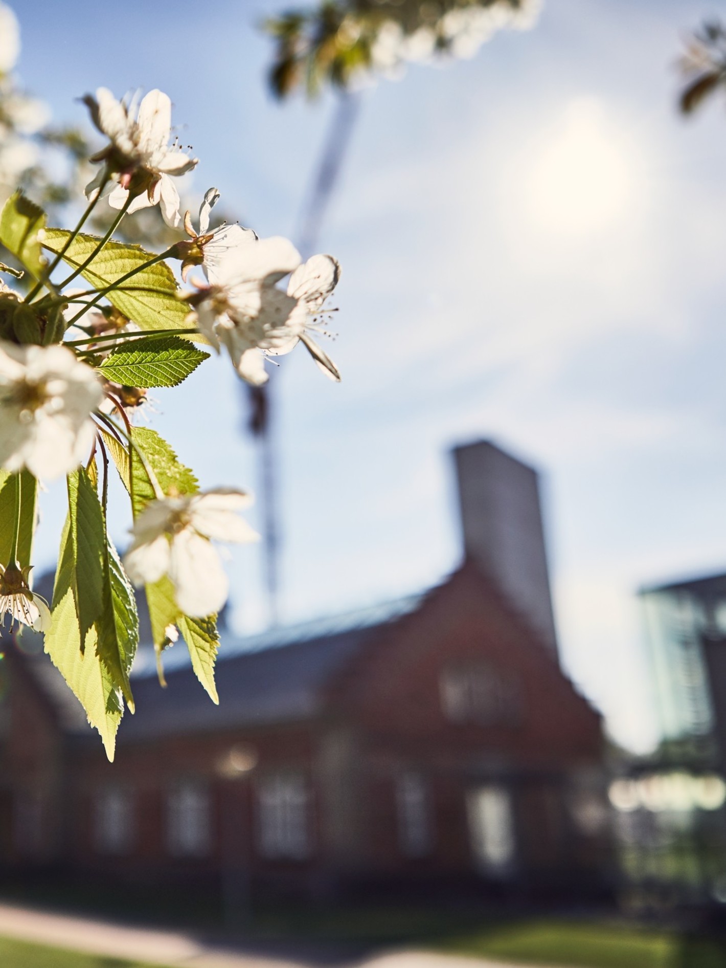 Responsibilty Brüggemann­Alcohol