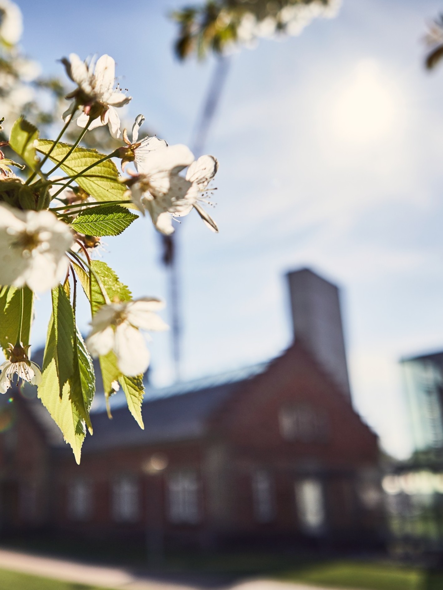 Verantwortung Brüggemann­Alcohol